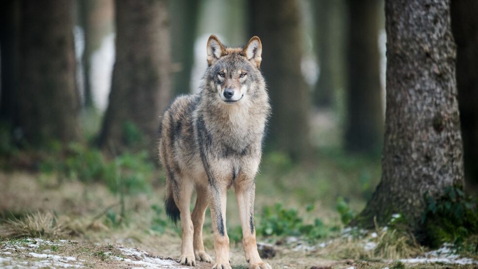 In Deutschland steht der Wolf unter strengem Schutz. (Symbolbild) In Deutschland steht der Wolf unter strengem Schutz. (Symbolbild)