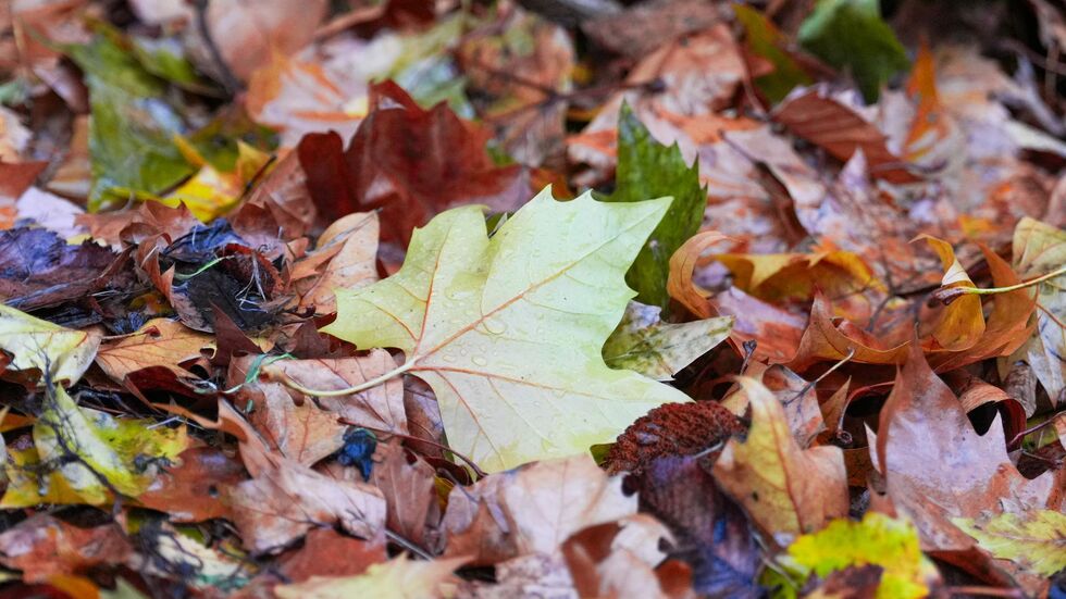 Der «Goldene Herbst» kam kaum zum Vorschein - die Sonne schien deutlich zu wenig.  Der «Goldene Herbst» kam kaum zum Vorschein - die Sonne schien deutlich zu wenig.