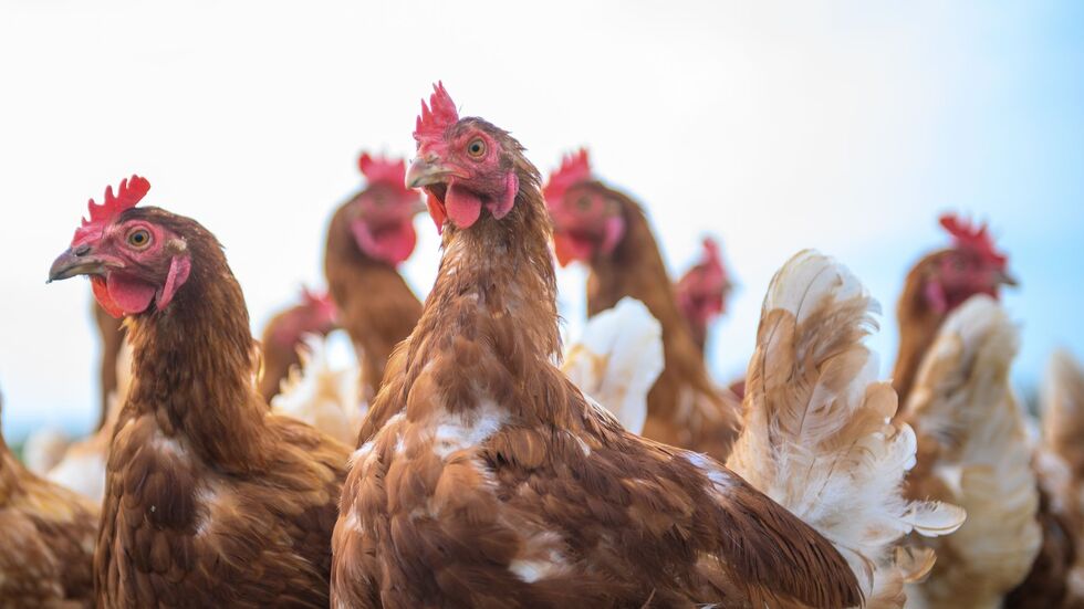 Im Landkreis Leipzig dürfen keine Vogelbörsen veranstaltet werden. (Archivbild) Im Landkreis Leipzig dürfen keine Vogelbörsen veranstaltet werden. (Archivbild)