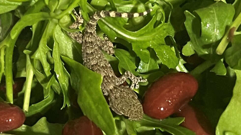 Es handelt sich um einen jungen Mauergecko. Es handelt sich um einen jungen Mauergecko.