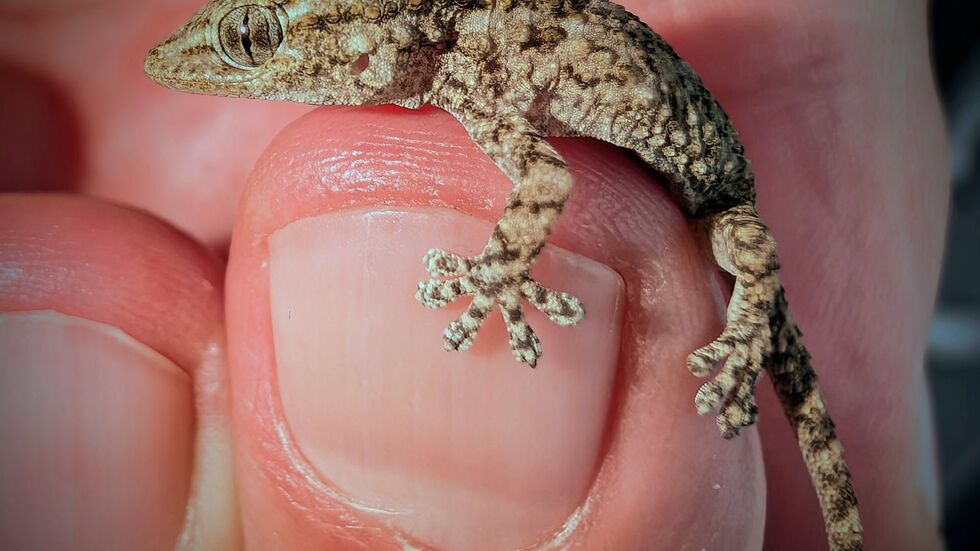 Diesen Gecko fand eine Frau aus Polen in einer Packung Rucola-Salat aus dem Supermarkt. Diesen Gecko fand eine Frau aus Polen in einer Packung Rucola-Salat aus dem Supermarkt.