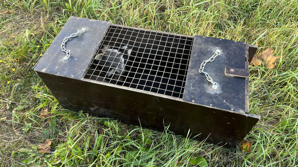 Frisch gefangen: Die letzten Minuten eines kleinen Waschbärs in einer Lebendfalle. Frisch gefangen: Die letzten Minuten eines kleinen Waschbärs in einer Lebendfalle.