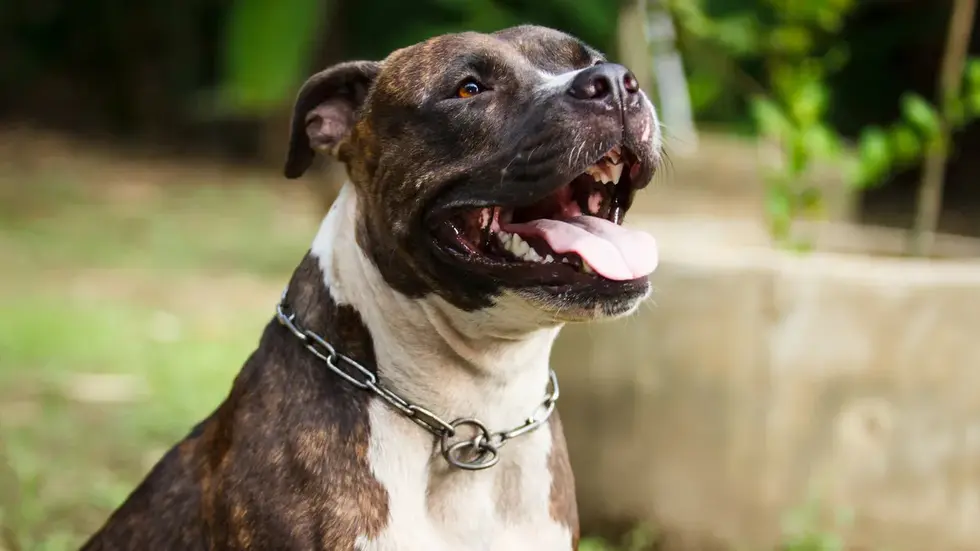 So ein Listen- bzw. Kampfhund (Pitbull) soll das Kind angegriffen haben. So ein Listen- bzw. Kampfhund (Pitbull) soll das Kind angegriffen haben.