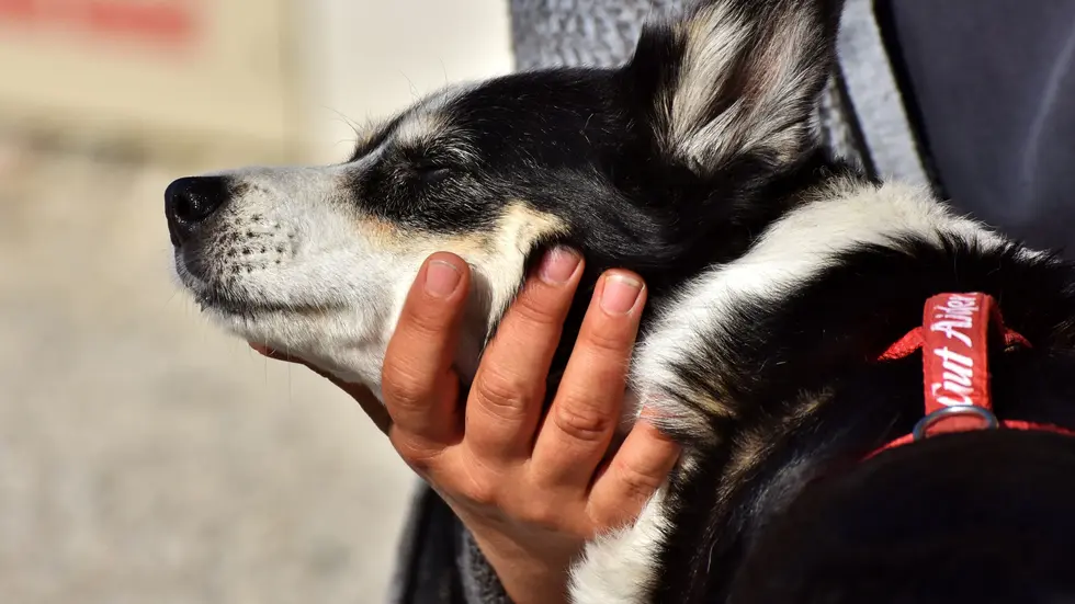 Der kleine Mischlingshund kam schwer verletzt in eine Tierklinik (Symbolbild).