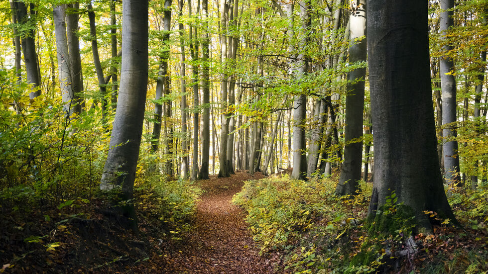 © Fotolia - Clemens Schüßler