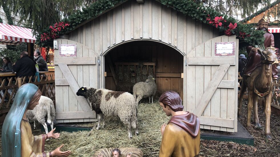 Schafe auf Leipziger Weihnachtsmarkt