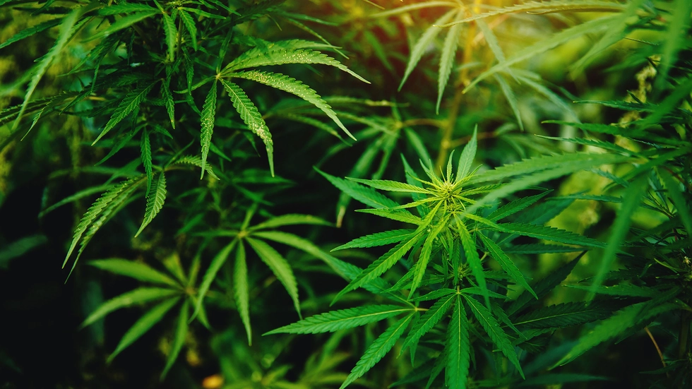 Symbolbild © 123rf parilovv