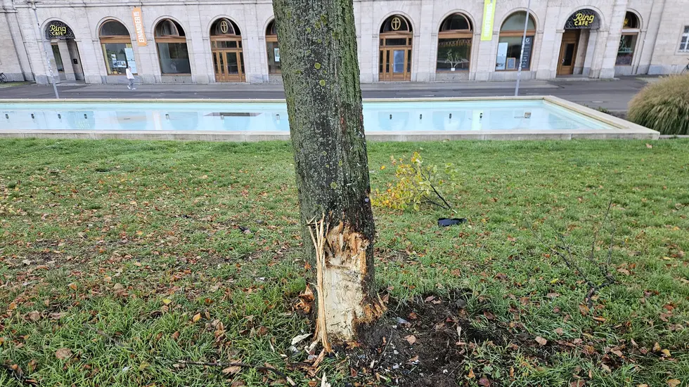 Der schwer beschädigte Baum. Der schwer beschädigte Baum.