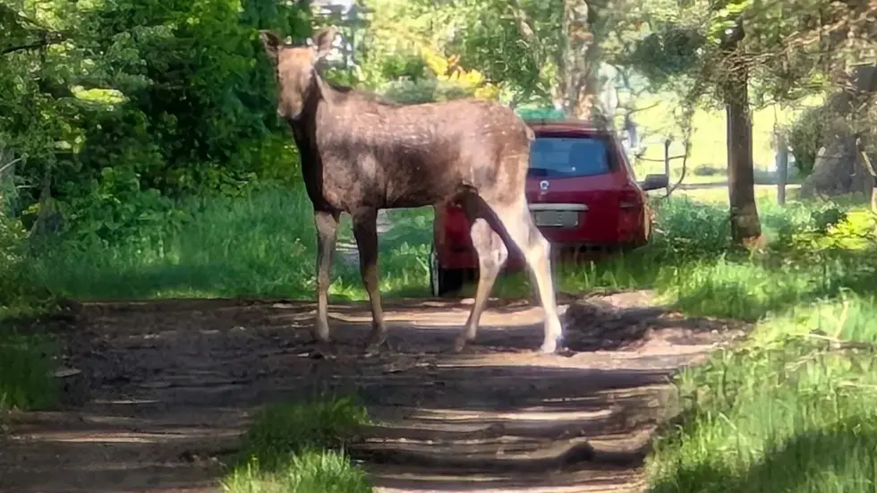 Elwira bei ihrer Einwanderung aus Polen in die Lausitz (Symbolbild). Elwira bei ihrer Einwanderung aus Polen in die Lausitz (Symbolbild).