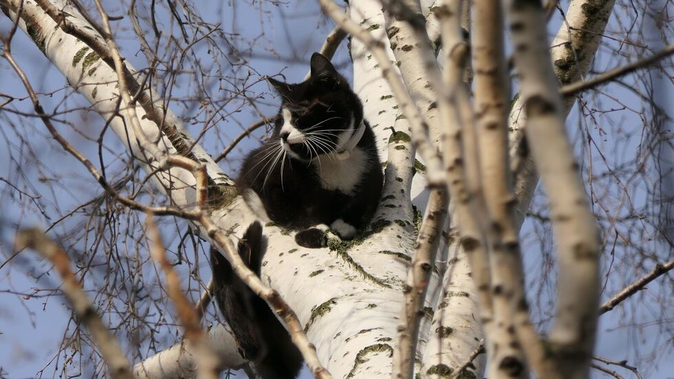 Miez "Pimmel" versteifte in großer Höhe und wollte sich nicht runterholen lassen.