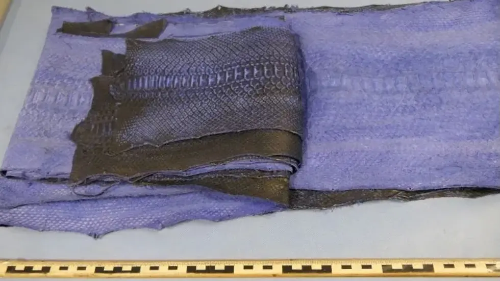 Die Schlangehäute waren blau gefärbt ... Die Schlangehäute waren blau gefärbt ...