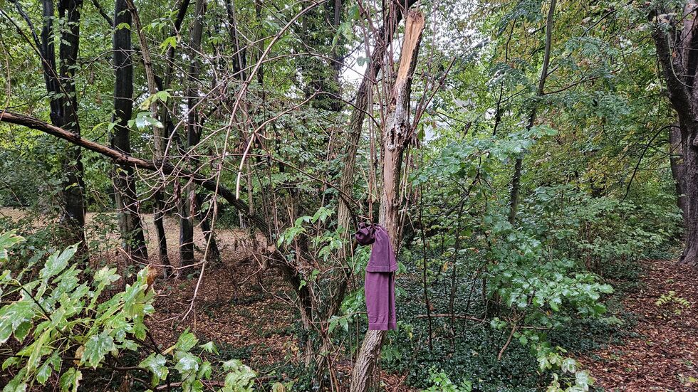 Einer der abgeknickten Äste.