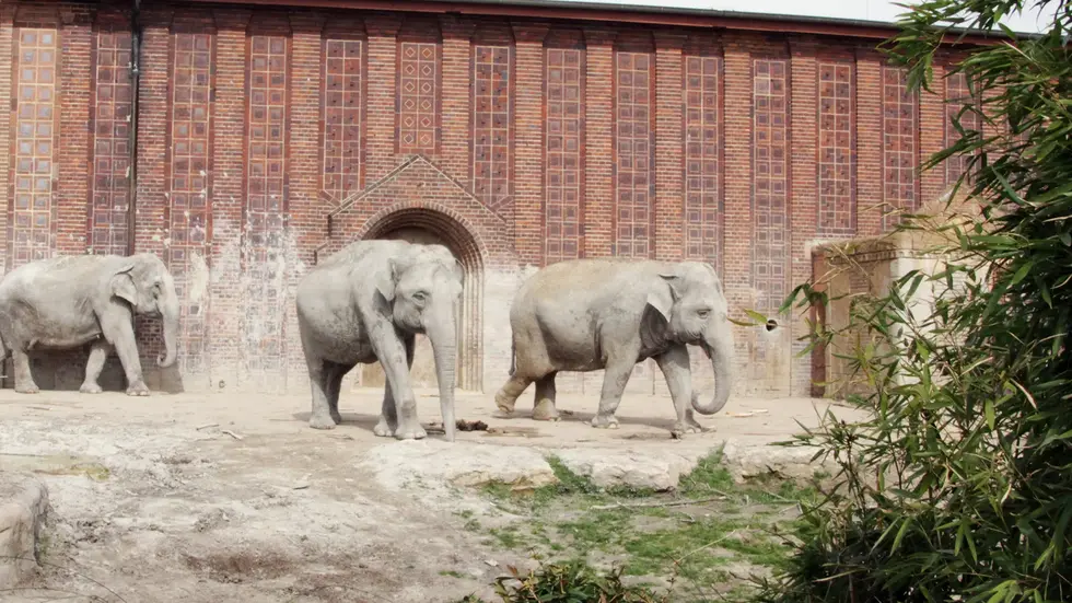 Leipziger Elefanten erwarten Nachwuchs Leipziger Elefanten erwarten Nachwuchs