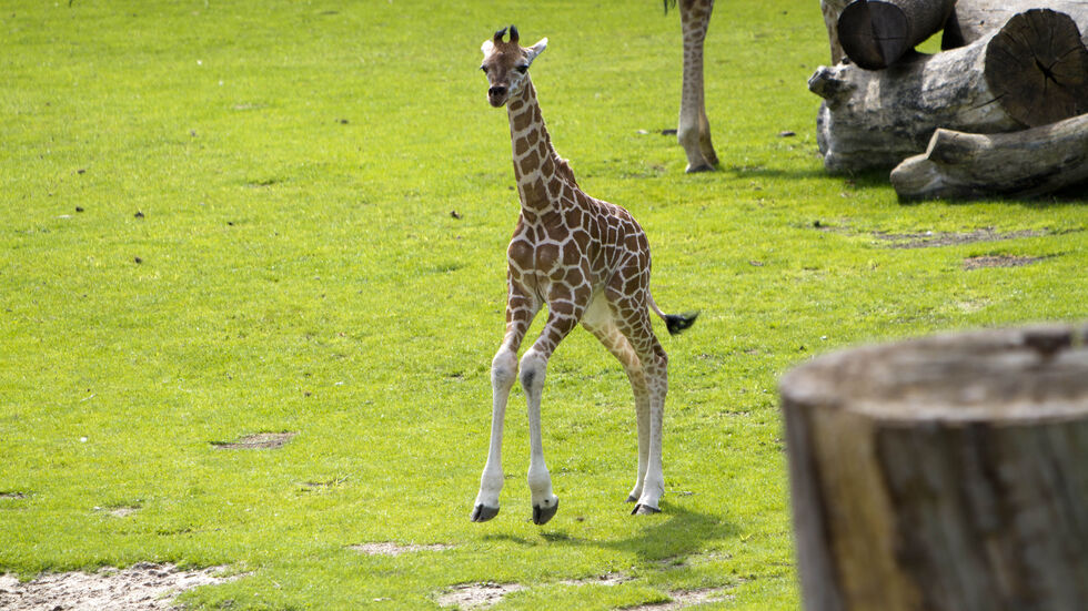 Das knapp 5 Wochen alte Giraffen-Baby im Zoo Leipzig.