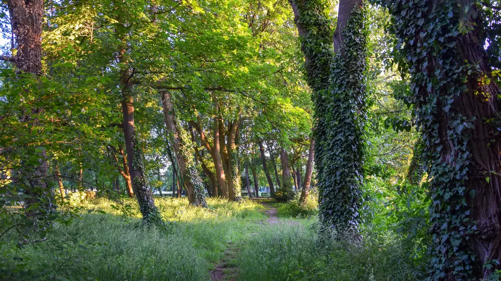 Auf dem anvisierten Gelände ist in den letzten Jahrzehnten mitten in Leipzig ein Wald gewachsen (Symbolbild). Auf dem anvisierten Gelände ist in den letzten Jahrzehnten mitten in Leipzig ein Wald gewachsen (Symbolbild).