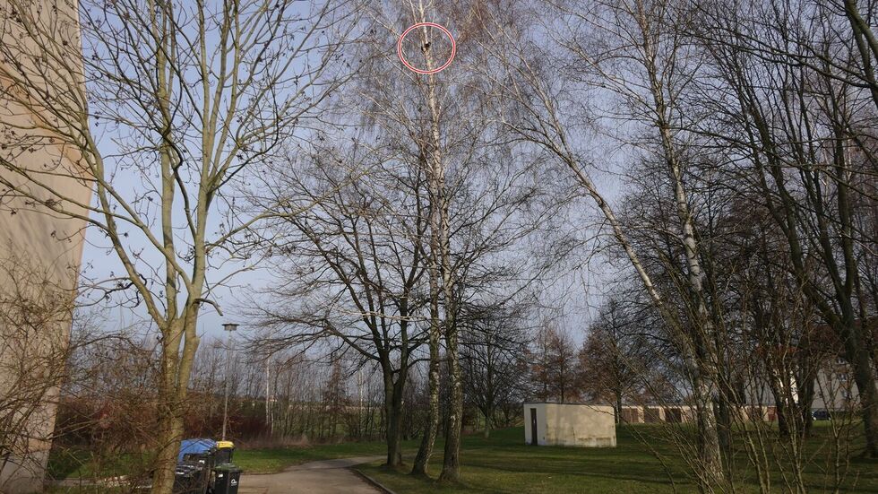 Hier oben saß die verängstigte Katze fast einen Tag lang.