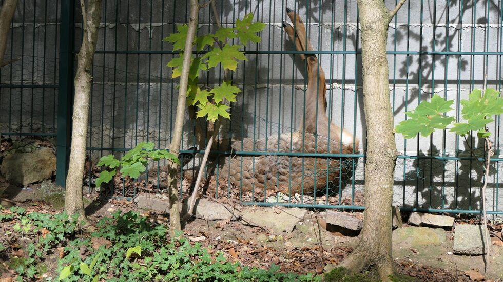 So kopfüber steckte das Reh zwischen Mauer und Zaun fest - war aber augenscheinlich unverletzt, wie sich später herausstellte.