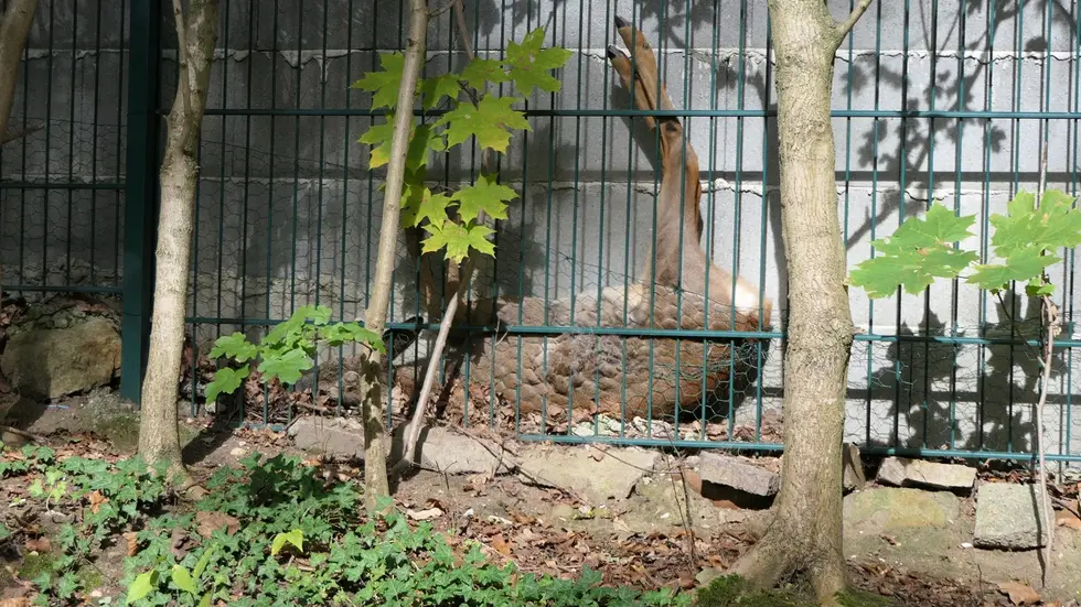 So kopfüber steckte das Reh zwischen Mauer und Zaun fest - war aber augenscheinlich unverletzt, wie sich später herausstellte.