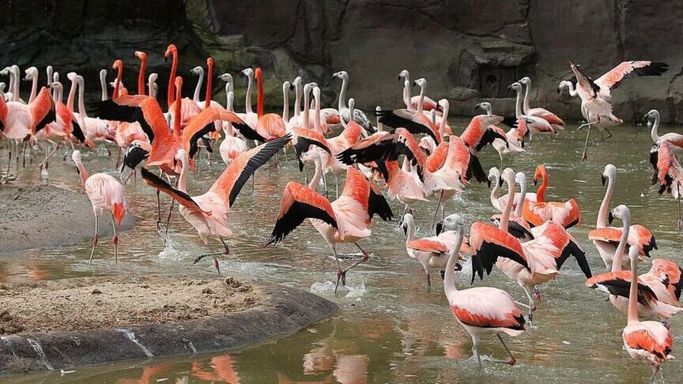 Die Flamingo-Lagune gehört nach dem Vogelgrippe-Verdachtsfall zu den geschlossenen Bereichen Die Flamingo-Lagune gehört nach dem Vogelgrippe-Verdachtsfall zu den geschlossenen Bereichen