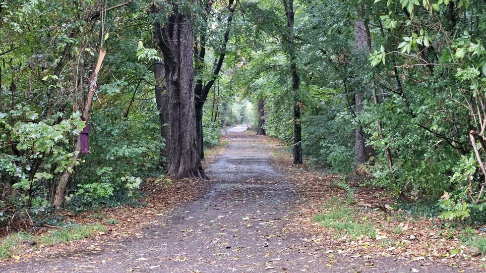 Hier auf diesem Waldweg im Leipziger Auenwald kippte ein Teil des riesigen Baums auf den vorbeifahrenden Radler (51).
