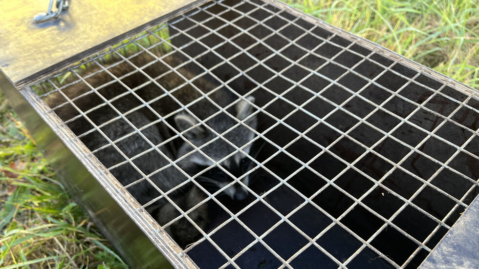 Ein Waschbär sitzt in der Falle. Ein Waschbär sitzt in der Falle.