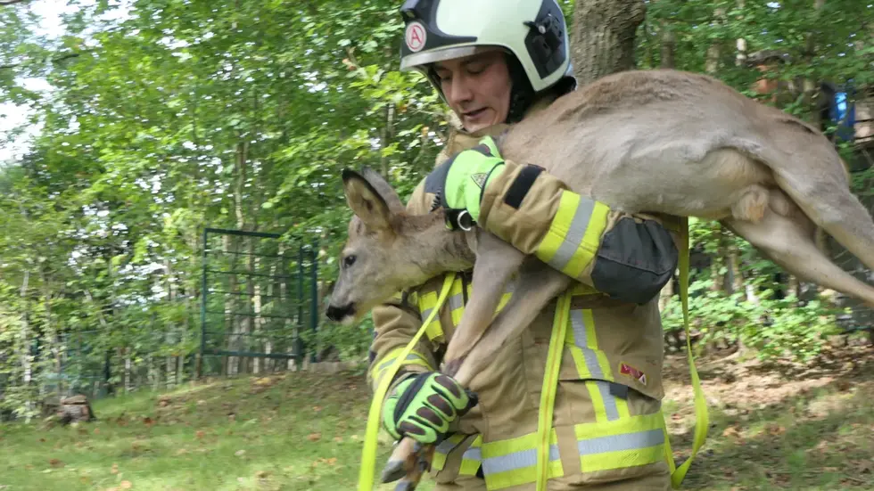 Ein Feuerwehrmann trug das verängstigte Tier ein Stück weg vom bösen Zaun, danach hüpfte es glücklich zurück in den Wald.
