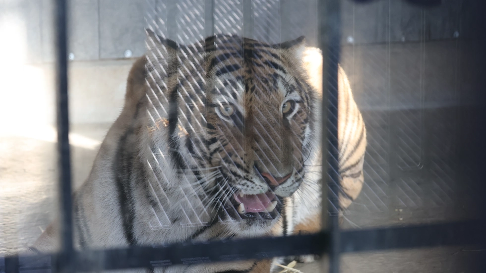 Die Tiger kamen Anfang Juli in Spanien an. Die Tiger kamen Anfang Juli in Spanien an.