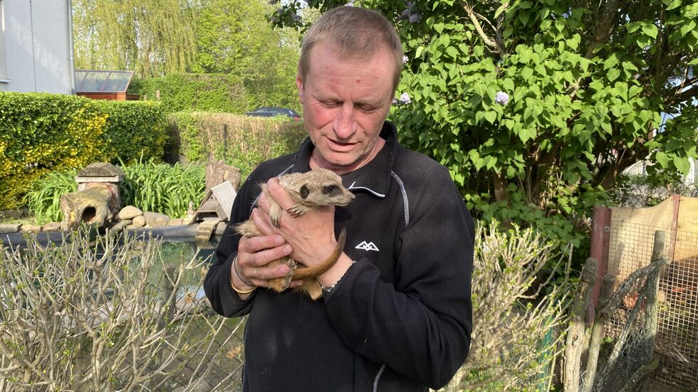 Tierpfleger Jörg Gräser mit einer seiner beiden Erdmännchen-Damen bei sich daheim im Garten. Die sind so zahm, dass man sie sogar streicheln kann.