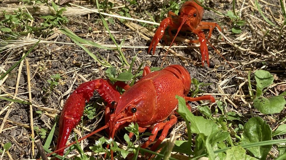 Die invasiven Ami-Krebse sind in Leipzig auf dem Vormarsch und haben uns die (Krebs-)Pest mitgebracht.