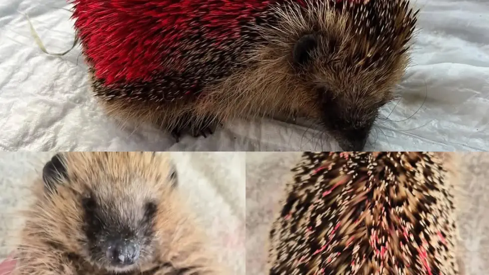 Die Tierschützer versuchten noch das Tier zu säubern und so zu retten - vergeblich. Die Tierschützer versuchten noch das Tier zu säubern und so zu retten - vergeblich.