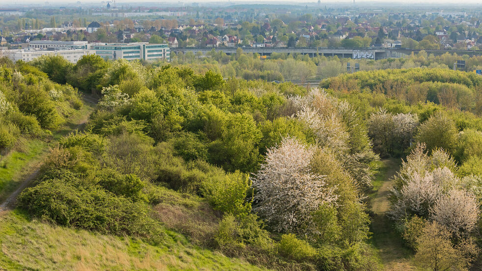 Unter anderem dieses Waldstück soll für den Bau einer riesigen Photovoltaik-Anlage abgeholzt werden.