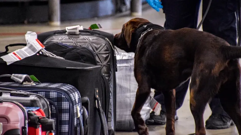 Ein Spürhund erschnüffelte das illegale Paket mit den Schlangenhäuten. Ein Spürhund erschnüffelte das illegale Paket mit den Schlangenhäuten.