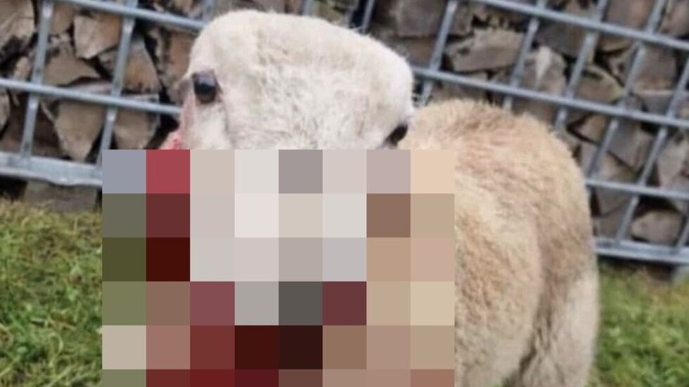 Das Lamm musste inzwischen eingeschläfert werden.