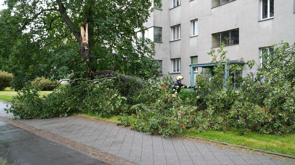 An der Landsberger Straße knickte ein Baum um. An der Landsberger Straße knickte ein Baum um.