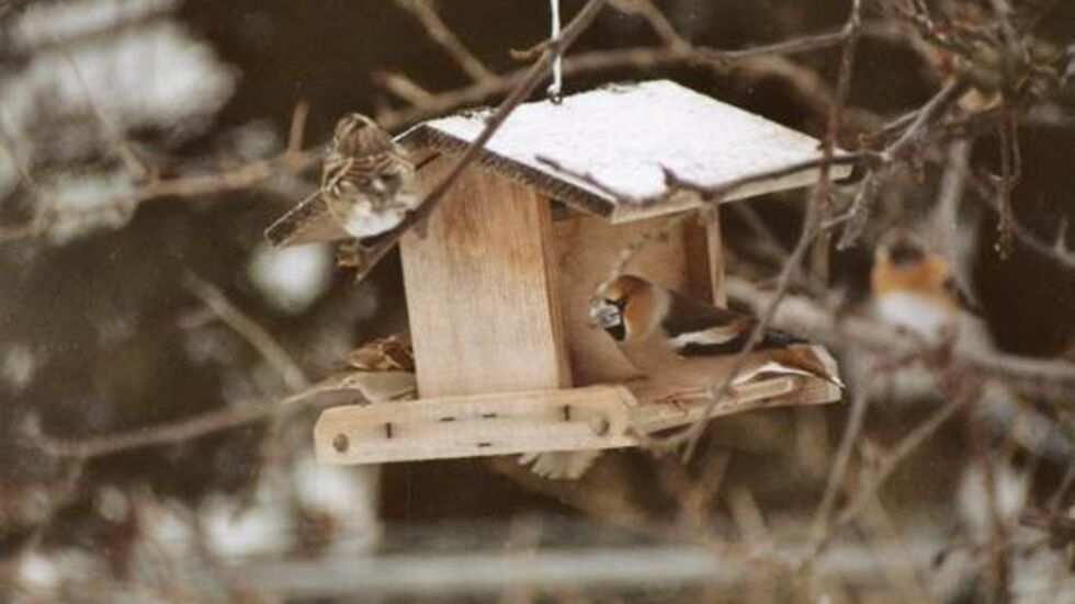 Futterhäuschen schützen die Vogelnahrung vor Wind und Wetter