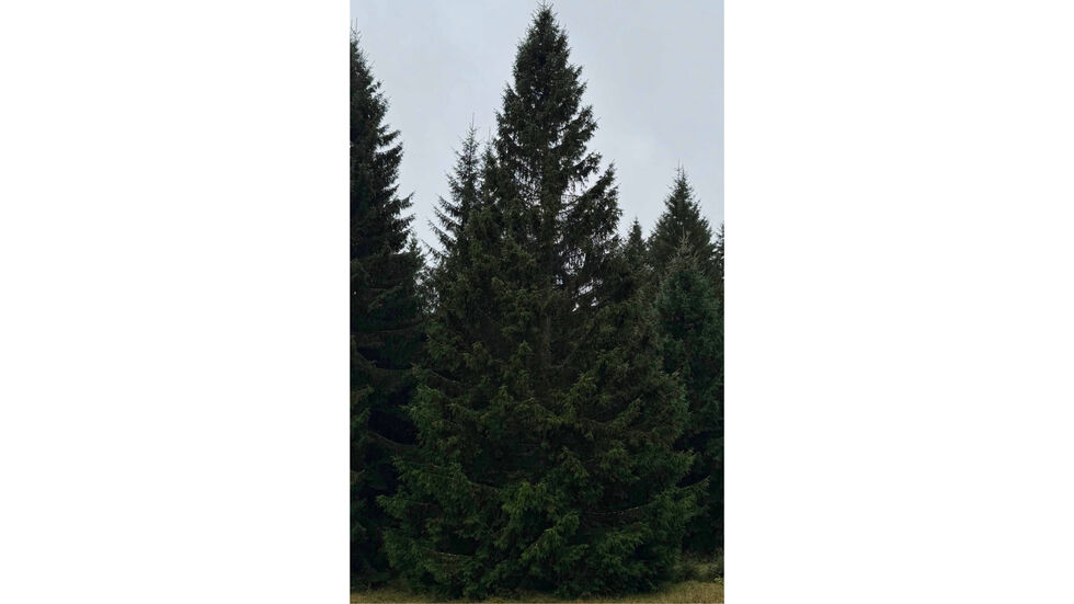 So soll er aussehen, der Weihnachtsbaum für den diesjährigen Leipziger Weihnachtsmarkt.