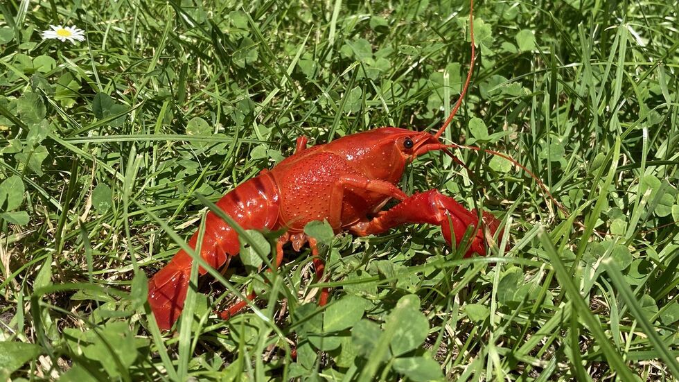 In Leipzig werden immer mehr dieser roten Flusskrebse gefunden.