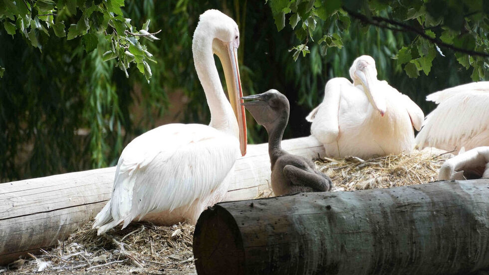 Pelikane im Zoo (Symbolbild). Pelikane im Zoo (Symbolbild).
