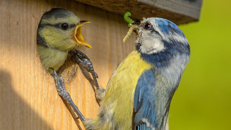 Blaumeisen bei der Fütterung (Archivfoto)