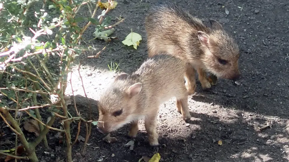 Die zwei neuen Jungtiere bei den Chaco-Pekaris (das ist eine vom Aussterben gefährdete Nabelschwein-Art aus Südamerika) im Leipziger Zoo. Die zwei neuen Jungtiere bei den Chaco-Pekaris (das ist eine vom Aussterben gefährdete Nabelschwein-Art aus Südamerika) im Leipziger Zoo.
