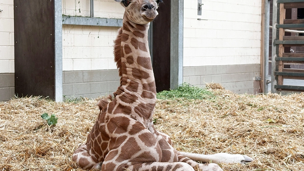Die kleine Giraffe wurde erst vor kurzem, am 16. Juni 2026 geboren. Die kleine Giraffe wurde erst vor kurzem, am 16. Juni 2026 geboren.