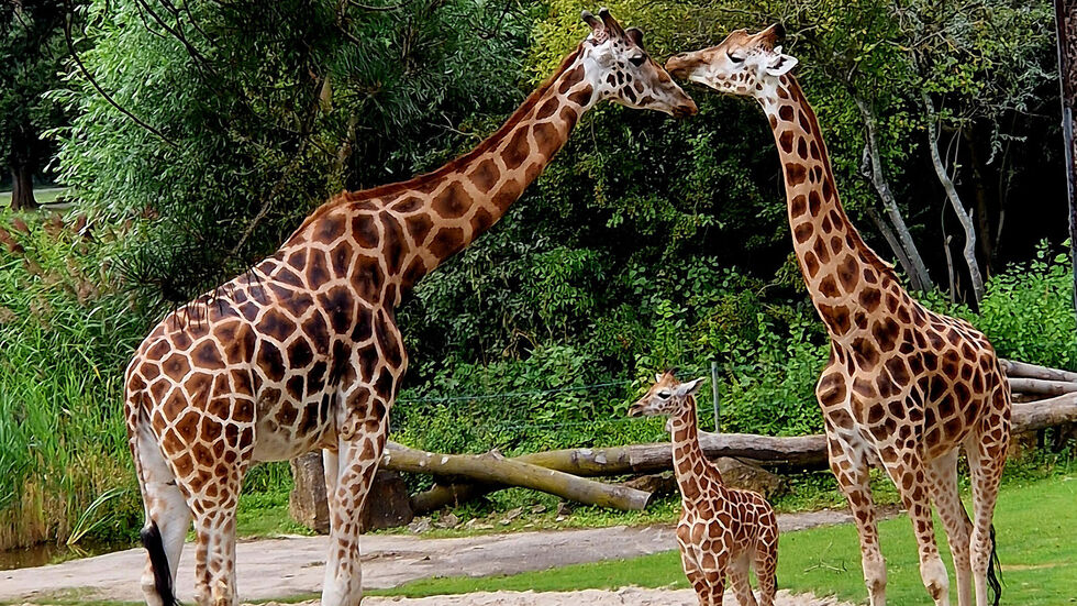 Das Giraffen-Baby mit Mutter Tamika und Jamal im Zoo Leipzig.