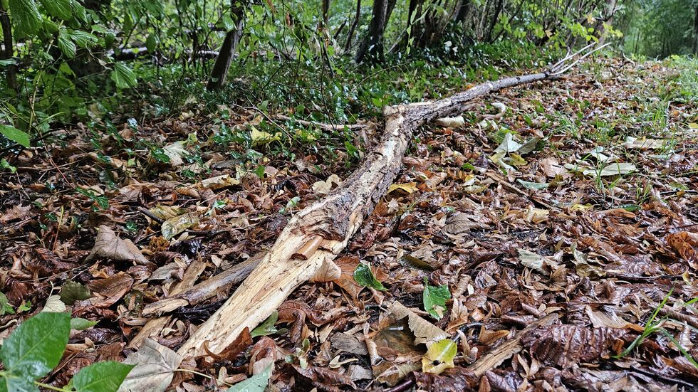 Ein weiterer abgeknickter Ast.