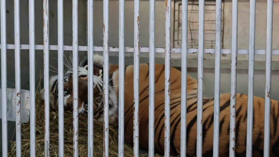 Die Tiger sind wohlbehalten in Spanien angekommen. Die Tiger sind wohlbehalten in Spanien angekommen.