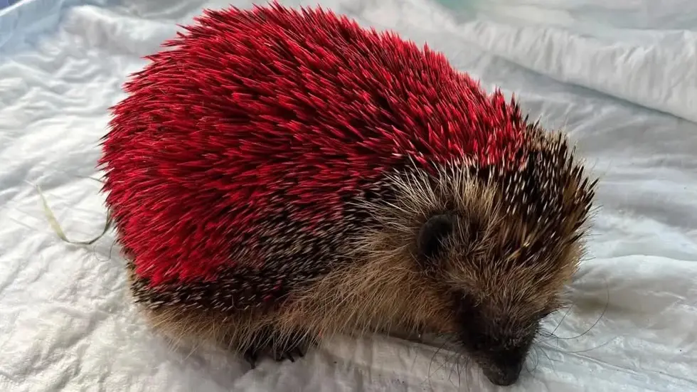 Tierquäler haben den Igel mit roter Farbe besprüht. Tierquäler haben den Igel mit roter Farbe besprüht.