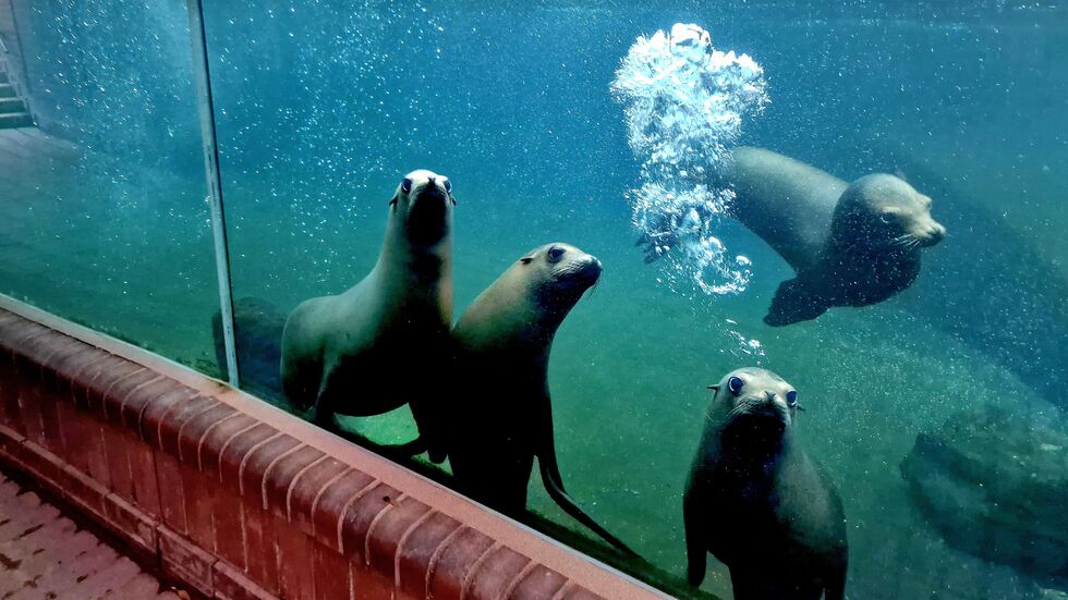 In die neue Wasserwelt Feuerland sollen diese Seelöwen und Pinguine einziehen. In die neue Wasserwelt Feuerland sollen diese Seelöwen und Pinguine einziehen.