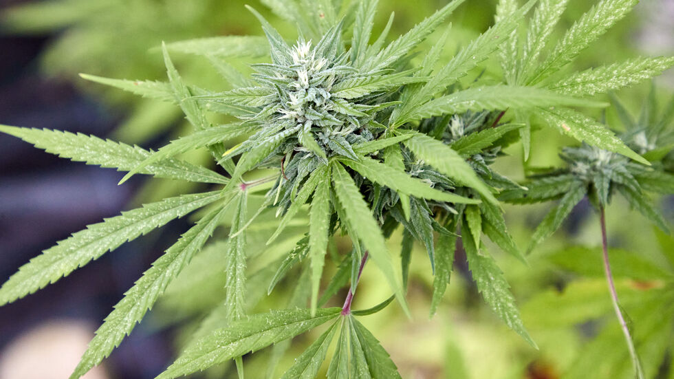 Anbau, Besitz und Konsum von Cannabis ist seit über einem Jahr in Deutschland erlaubt. Etwas legales in Leipzig zu kaufen gibt es trotzdem nicht ... (Symbolbild).