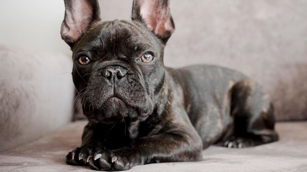 So einen kleinen Exotic Bully hat der Mann brutal umgebracht. So einen kleinen Exotic Bully hat der Mann brutal umgebracht.