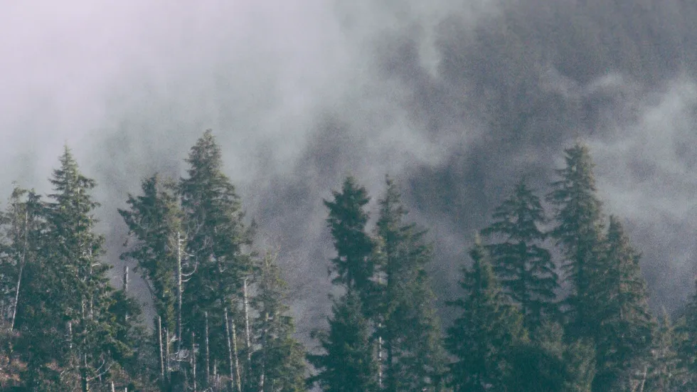 Rauch oder Nebel? Bei der Waldbrandfrüherkennung ist rasches Entscheiden und Handeln gefragt. Rauch oder Nebel? Bei der Waldbrandfrüherkennung ist rasches Entscheiden und Handeln gefragt.