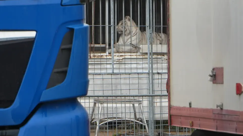 Einer der Tiger am Mittwochvormittag während des Einsatzes im Schkeuditzer Ortsteil Dölzig. Einer der Tiger am Mittwochvormittag während des Einsatzes im Schkeuditzer Ortsteil Dölzig.